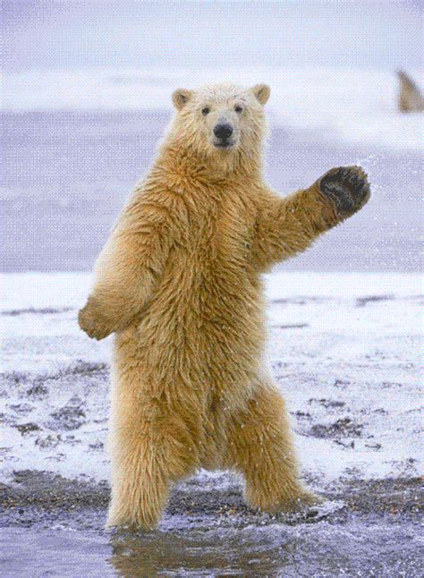 Cute Bear Peek A Boo GIF. . Bear dancing gif